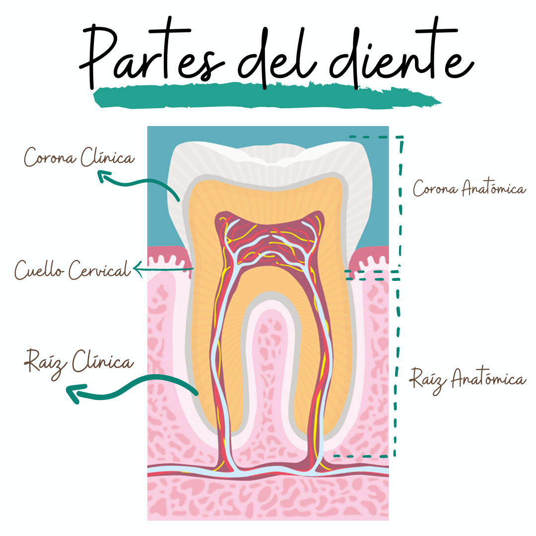 Partes del diente