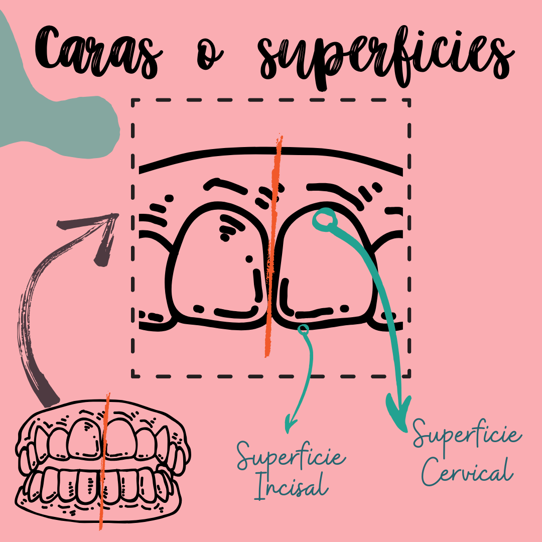 Incisal - Cervical