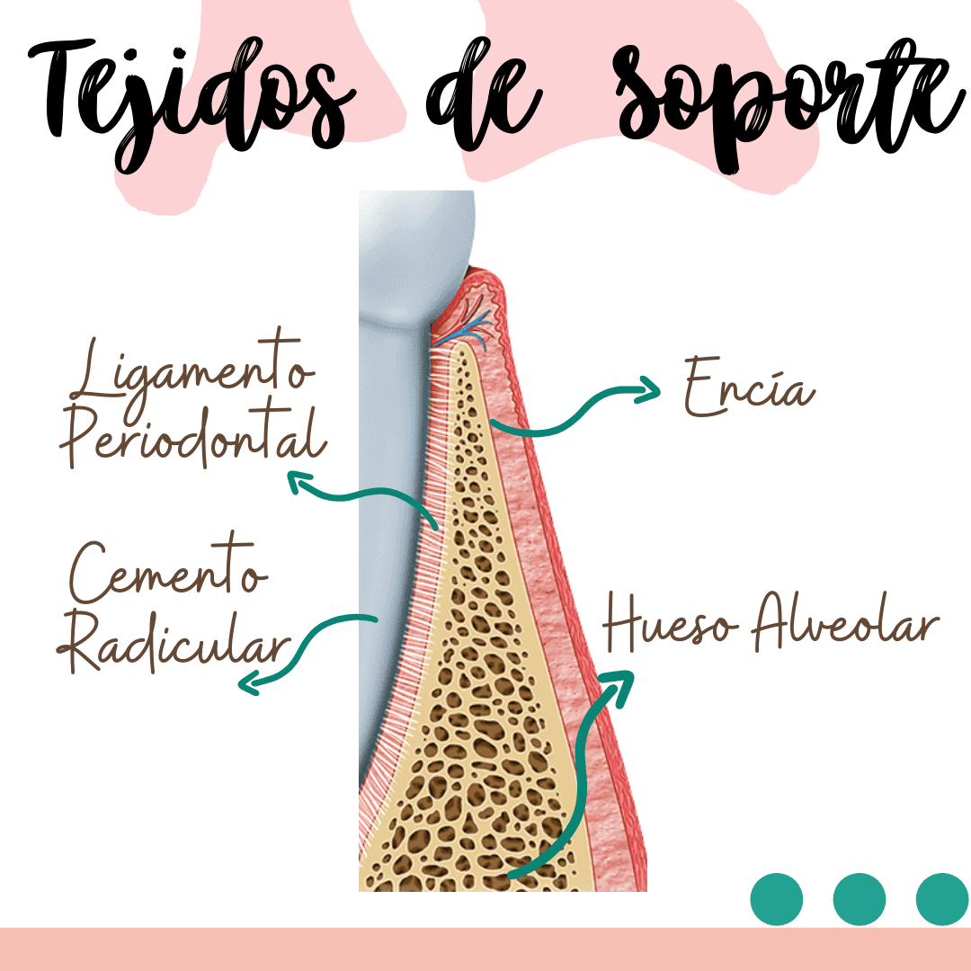 Tejidos de Soporte